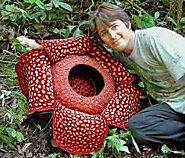 #5 Rafflesia