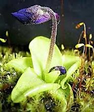 3. Pinguicula grandiflora