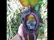 1. Nepenthes rajah