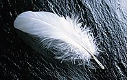 ● Bringing White Feather From the Mountain