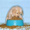 - Dog food