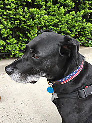 American Flag Needlepoint Dog Collar