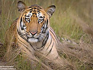 Wild Life Tour & Safari Destinations in India