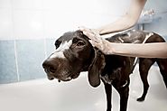 Grooming Your Dog at Home in 3 Steps
