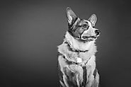 How to Take Incredible Photos of Your Dog - CivilPets