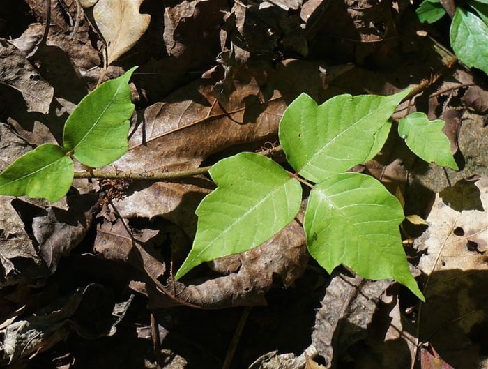 Top 10 Most Poisonous Plants | A Listly List