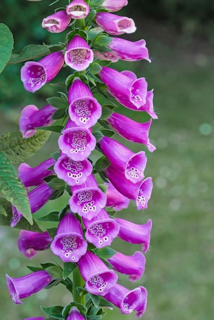 Top 10 Most Poisonous Plants A Listly List