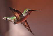 Hummingbird & Other Updates Show Google is Gearing Up