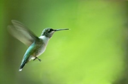 What Does Google's Hummingbird Update Mean For Your SEO Efforts? Nothing