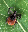 Lyme disease - Wikipedia, the free encyclopedia