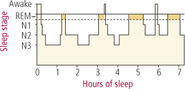 How Much Sleep Do You Need? Sleep Cycles & Stages, Lack of Sleep, and How to Get the Hours You Need