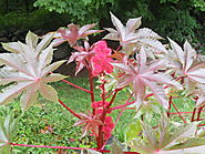 1.) Castor Plants