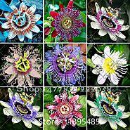 Passion Flower (Passiflora incarnata), 100pcs/bag Certified Pure Live Seed, True Native Seed plant for home & garden