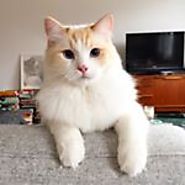 CATS // Apollo the Cat