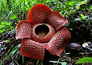 5. Rafflesia