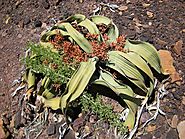 4. Welwitschia Mirabilis