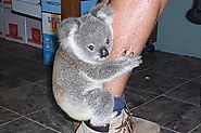 The 29 Cutest Koalas That Ever Roamed The Earth