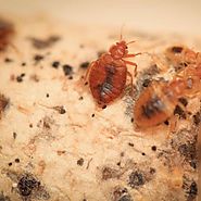 Bed Bug Inspections For Las Vegas Residents