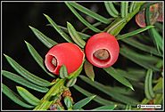 Taxus Baccata or the English Yew