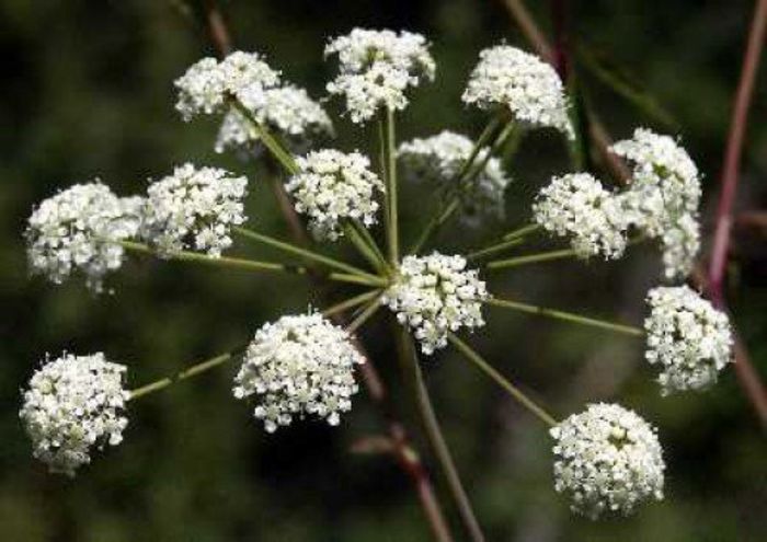 top-10-poisonous-plants-a-listly-list