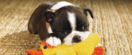 Dog Toys: Maximize Fun & Learning For Dogs