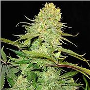 Old Man Socks Auto Seeds - Sensible Seeds Premium