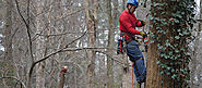 Ideal Times for Tree Pruning, Cutting and Emergency Tree Removal