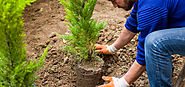 Planting Trees, Shrubs and Perennials Toronto