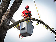Complete Tree Services - Dreamworks Tree Services