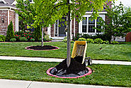 The Best Time to Plant or Transplant a Tree - Dreamworks Tree Services