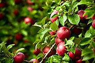How to Successfully Plant Fruit Trees on Your Property