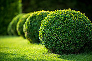 Pruning and Trimming Shrubs and Hedges