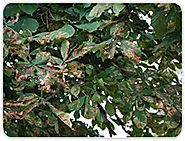 Common Diseases In Trees And Shrubs