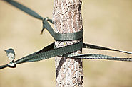 How Cabling and Bracing Your Trees Can Save You Money