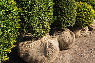 The Best Practices for Transplanting Trees and Shrubs
