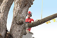 Trusted & Qualified Arborist Service in Port Perry