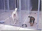 Disinfect Outdoor Kennel Areas