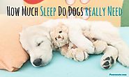 How Much Do Dogs Sleep and How Many Hours Does Fido Really Need Per Day? (The ANSWERS may surprise you!)