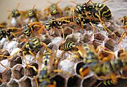 Why Wasp & Bee Removal Services Are the Ultimate Key