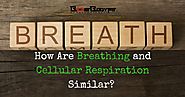 How Are Breathing and Cellular Respiration Similar? Get the Answers Now