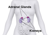 What Is Adrenal Fatigue? What Causes Adrenal Fatigue?