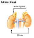 Adrenal fatigue - Wikipedia, the free encyclopedia