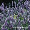 Effects of lavender aroma on sleep qualit... [Percept Mot Skills. 2012] - PubMed - NCBI
