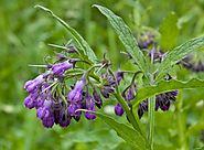 Comfrey: Topical rescue from a skin-healing plant
