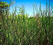 Jean Lafitte Barataria Preserve - National Park Service