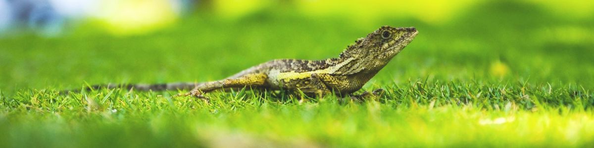 Top 5 Reptiles of Sinharaja – Making New Discoveries | A Listly List