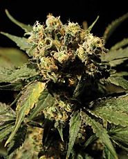 Buy Marijuana Seeds At Canada's Largest Cannabis Seedbank