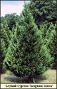 Which variety of Christmas tree is right for you? Here's a quick list and description with photos of each type of liv...