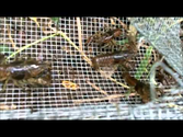 MUDBUGGIN, Trapping Crayfish, Crawfish, Mudbugs, Crawdads