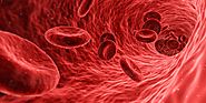Red blood cells carried through vessels